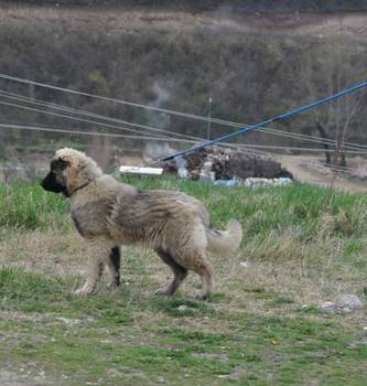 Kavkaski Ovčar štene