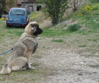 Kavkaski Ovčar štene