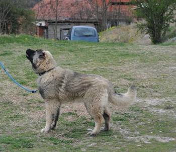 Kavkaski Ovčar štene