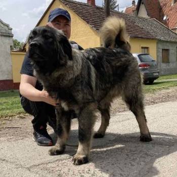 Kavkaski ovcar vrhunski stenci