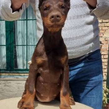Doberman štenci