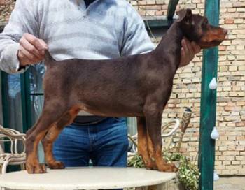 Doberman štenci