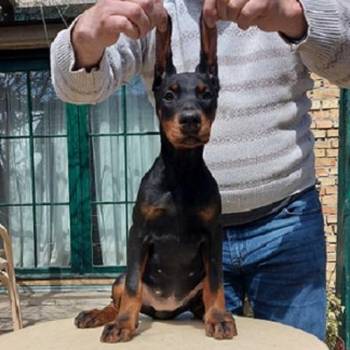 Doberman štenci