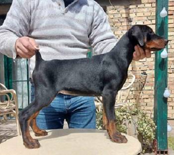 Doberman štenci