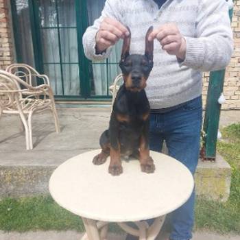 Doberman štenci