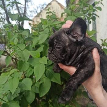 Štenci Francuskog Buldoga