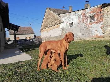 Štenci madžarske vižle