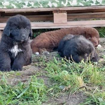 Njufaundlend (Newfoundland ) štenci