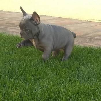 Francuski buldog, egzotičnih boja