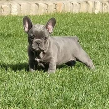 Francuski buldog, egzotičnih boja