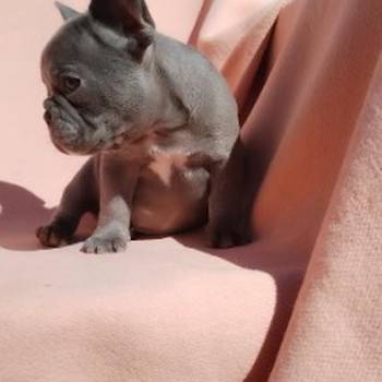 Francuski buldog, egzotičnih boja