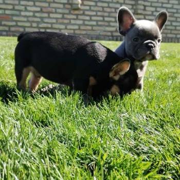 Francuski buldog, egzotičnih boja
