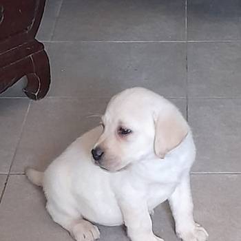 Labrador žensko štene