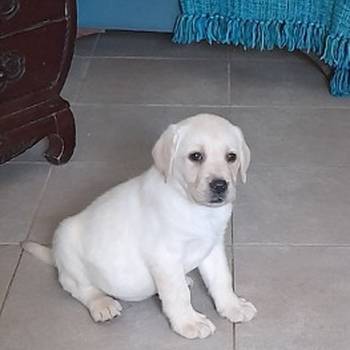 Labrador žensko štene