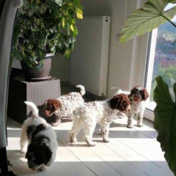 Na prodaju stenci Lagotto romagnolo