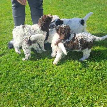 Na prodaju stenci Lagotto romagnolo