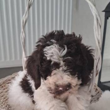 Na prodaju stenci Lagotto romagnolo