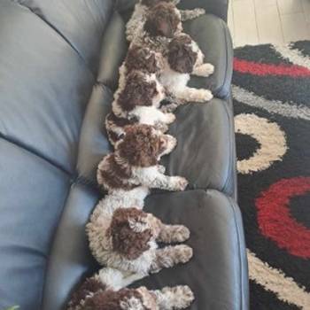 Na prodaju stenci Lagotto romagnolo