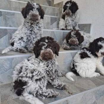 Na prodaju stenci Lagotto romagnolo