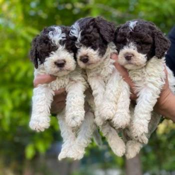 Na prodaju stenci Lagotto romagnolo