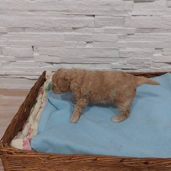 Toy pudla
