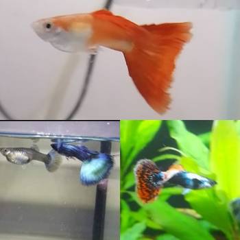 Gupi i pratece akvarijumske ribice