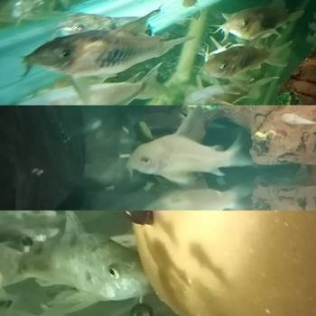 Gupi i pratece akvarijumske ribice