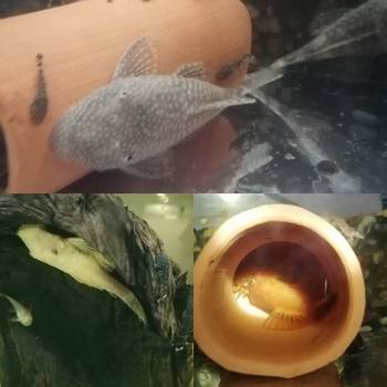 Gupi i pratece akvarijumske ribice