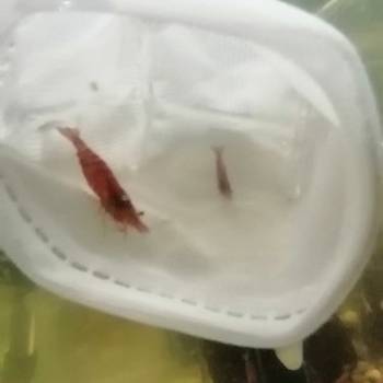 Gupi i pratece akvarijumske ribice