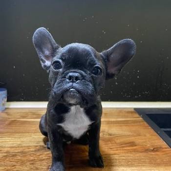 Francuski buldog