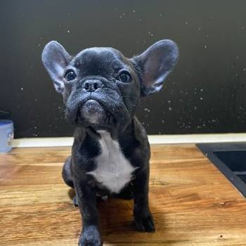 Francuski buldog