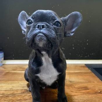 Francuski buldog