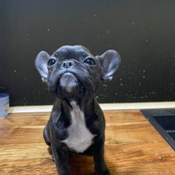 Francuski buldog