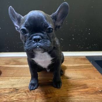 Francuski buldog