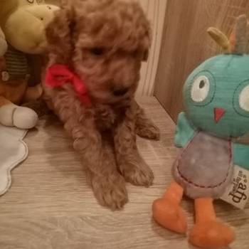 Pudle…Francuske toy i patuljaste pudle
