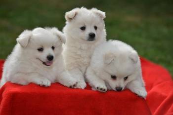 Nemački špic, štenci snežno bele boje