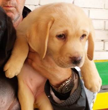 Labrador retriver, vrhunsko leglo