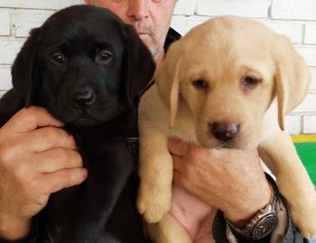Labrador retriver, vrhunsko leglo
