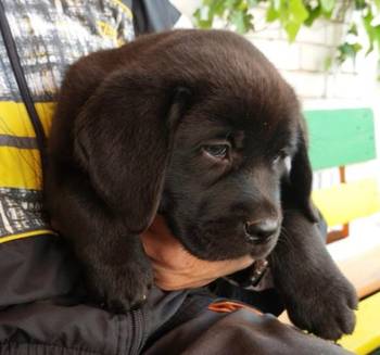 Labrador retriver, vrhunsko leglo