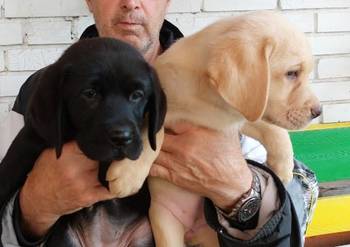 Labrador retriver, vrhunsko leglo