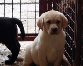 Labrador retriver, vrhunsko leglo