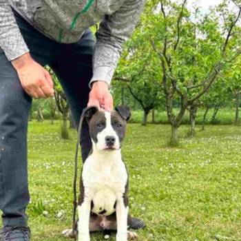 Štenci AMERIČKOG STAFORDA, stari 5 meseci