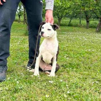 Štenci AMERIČKOG STAFORDA, stari 5 meseci