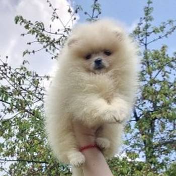 Queen kelly poms - Cistokrvni pomeranci Boo