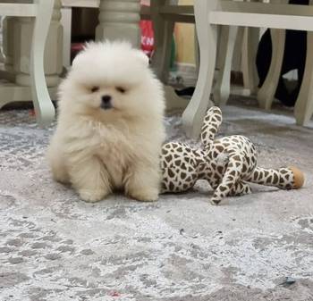 Queen kelly poms - Cistokrvni pomeranci Boo
