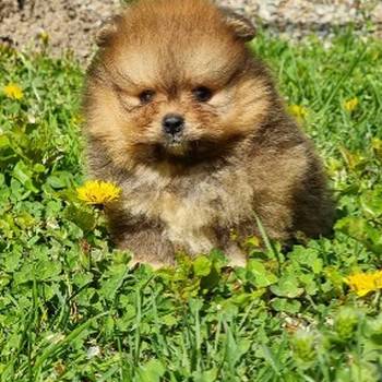 Queen kelly poms - Cistokrvni pomeranci Boo