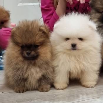 Queen kelly poms - Cistokrvni pomeranci Boo