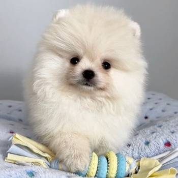 Pomeranac (BOO),čistokrvni, patuljasti
