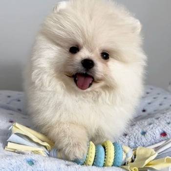 Pomeranac (BOO),čistokrvni, patuljasti