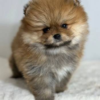 Pomeranac (BOO),čistokrvni, patuljasti